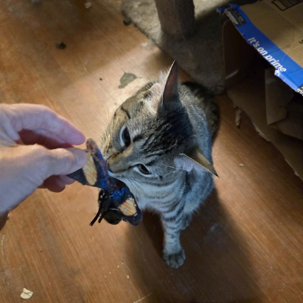 Sova Kittens: Parsley, a Adoptable Domestic Short Hair in Washington, DC image 3/4