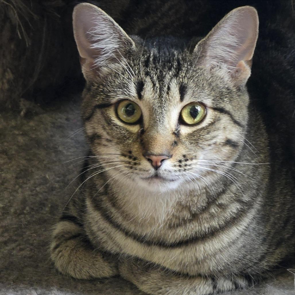 Sova Kittens: Parsley, a Adoptable Domestic Short Hair in Washington, DC image 4/4