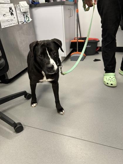 Enlarge Ladybug, a Adoptable Mixed Breed in West Chester, PA image 1/1