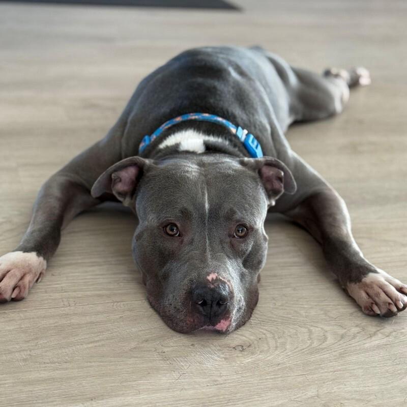Kevin, Adoptable, Adult Male American Staffordshire Terrier.