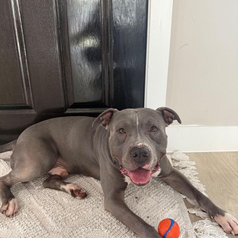 Enlarge Kevin, a Adoptable American Staffordshire Terrier in Austin, TX image 2/4