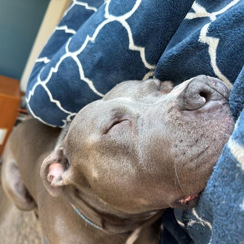 Enlarge Kevin, a Adoptable American Staffordshire Terrier in Austin, TX image 3/4