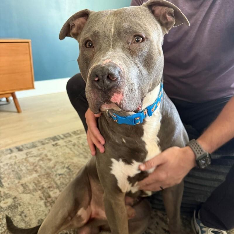 Enlarge Kevin, a Adoptable American Staffordshire Terrier in Austin, TX image 4/4