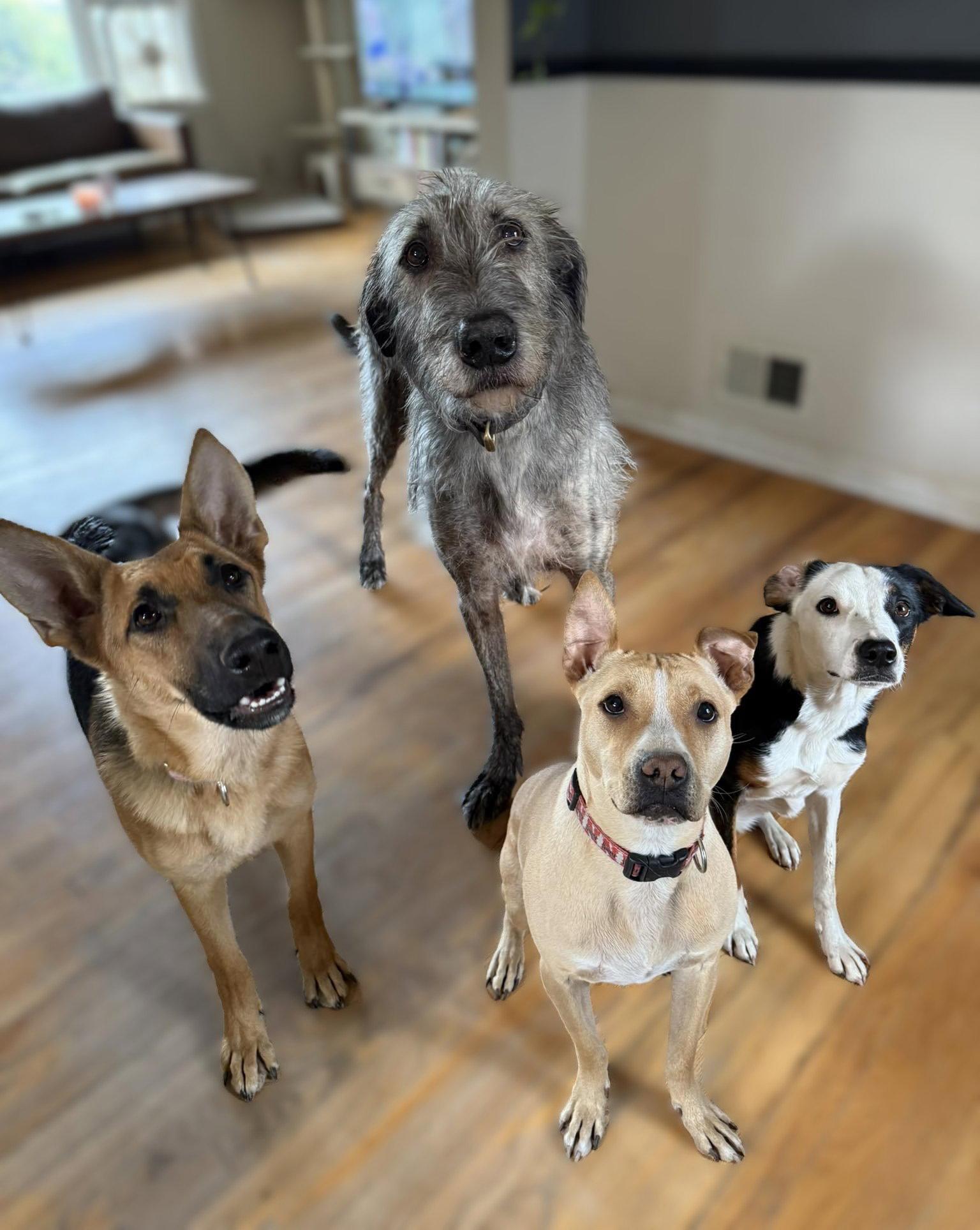 Nora, Adoptable, Young Female German Shepherd Dog.