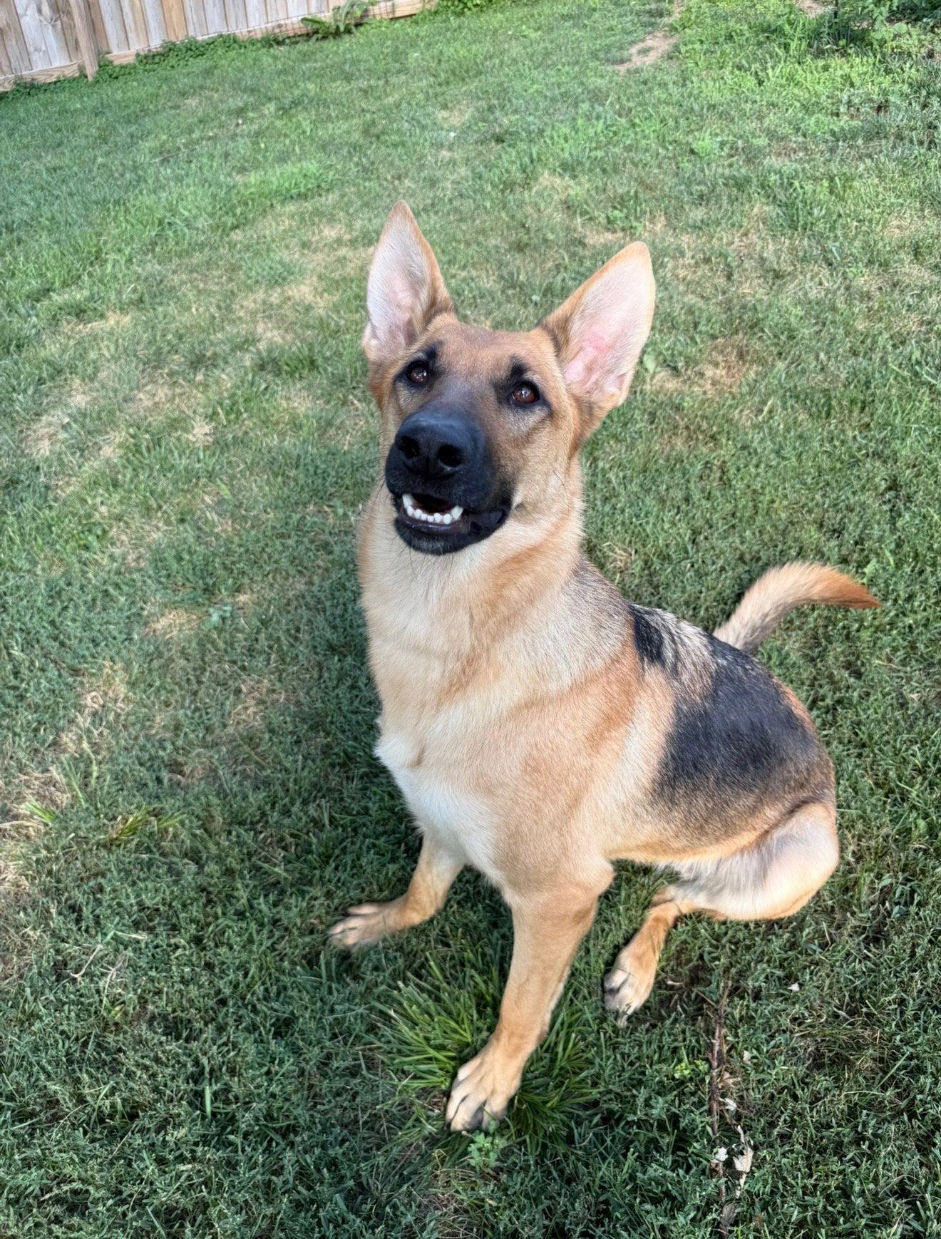 Nora, a Adoptable German Shepherd Dog in Council Bluffs, IA image 2/3