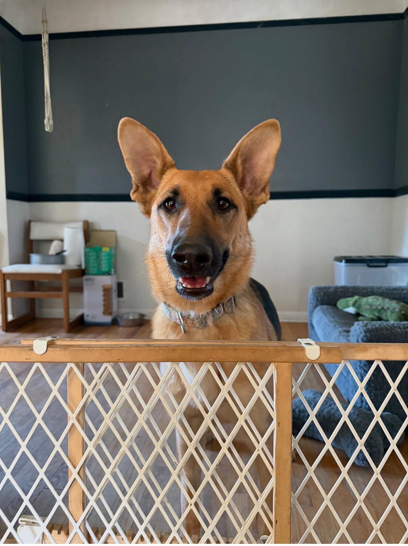 Nora, a Adoptable German Shepherd Dog in Council Bluffs, IA image 3/3