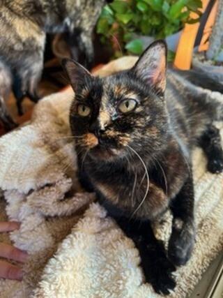 Kali, Adoptable, Senior Female Domestic Short Hair.