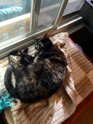 Enlarge Kali, a Adoptable Domestic Short Hair in Oceanside, CA image 3/4