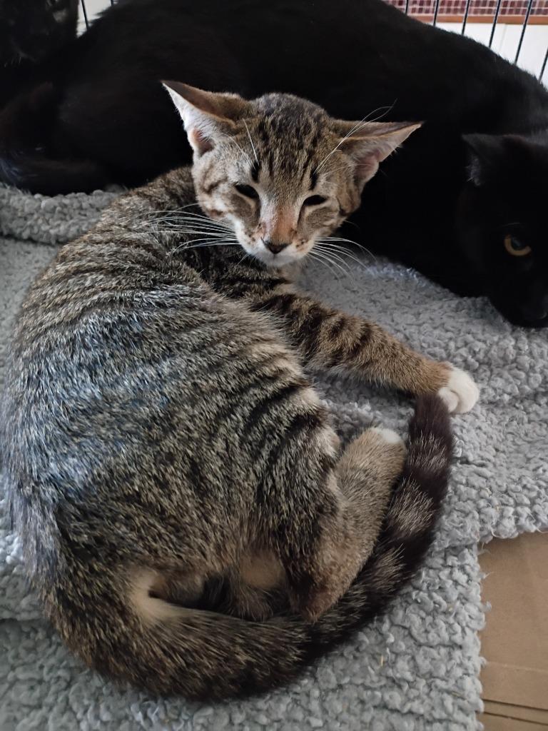 Enlarge Levi-Tabby, a Adoptable mixed breed in LIberty, NY image 1/1