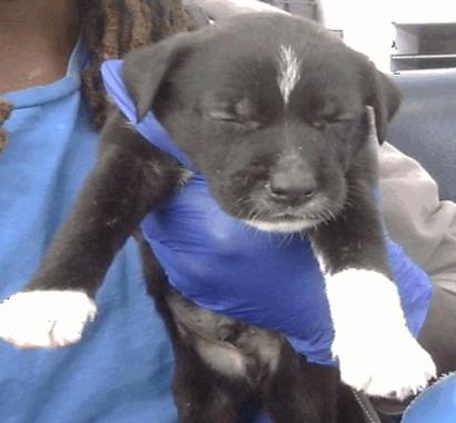 Hoot — thumbnail 4