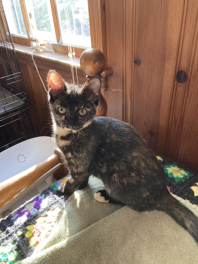 Enlarge Sienna, a Adoptable Domestic Short Hair in Duxbury, MA image 1/2