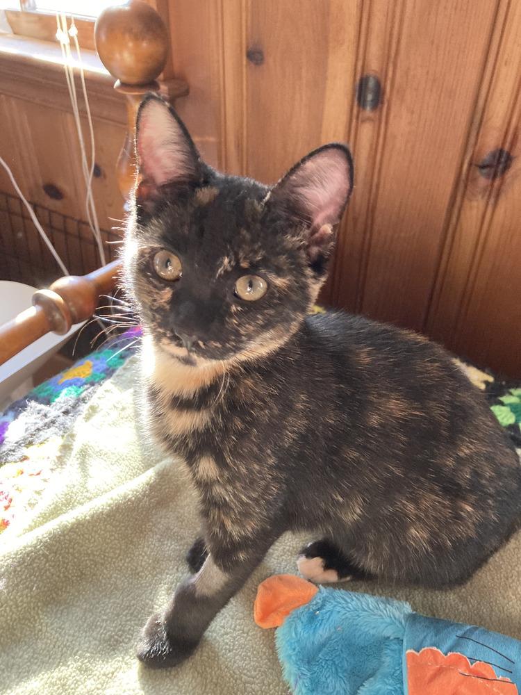 Enlarge Sienna, a Adoptable Domestic Short Hair in Duxbury, MA image 2/2