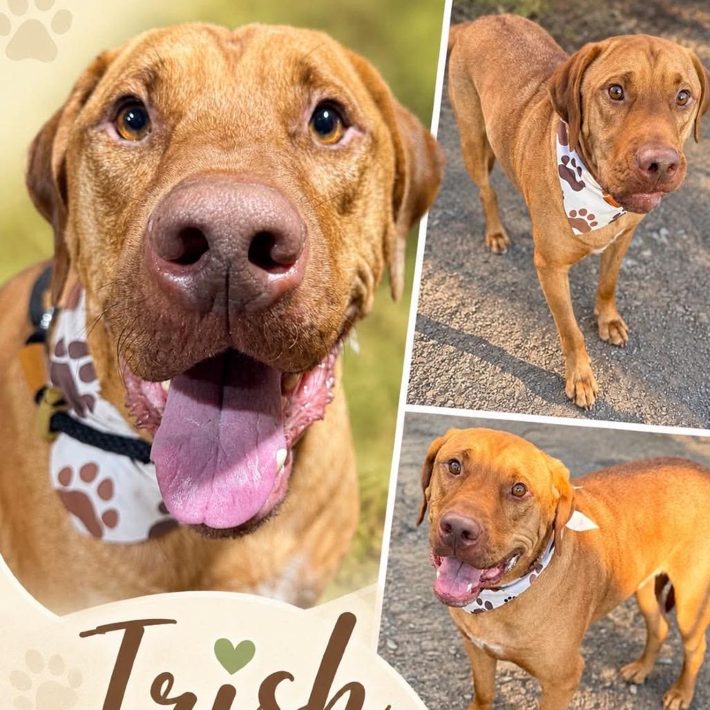 Enlarge Irish, a ADOPTABLE mixed breed in Aspen, CO image 5/5
