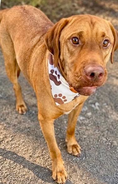 Enlarge Irish, a ADOPTABLE mixed breed in Aspen, CO image 3/5