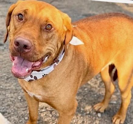 Enlarge Irish, a ADOPTABLE mixed breed in Aspen, CO image 1/5