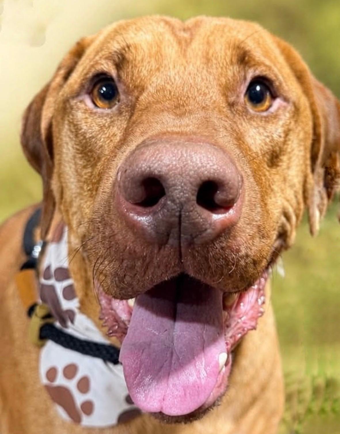 Enlarge Irish, a ADOPTABLE mixed breed in Aspen, CO image 4/5