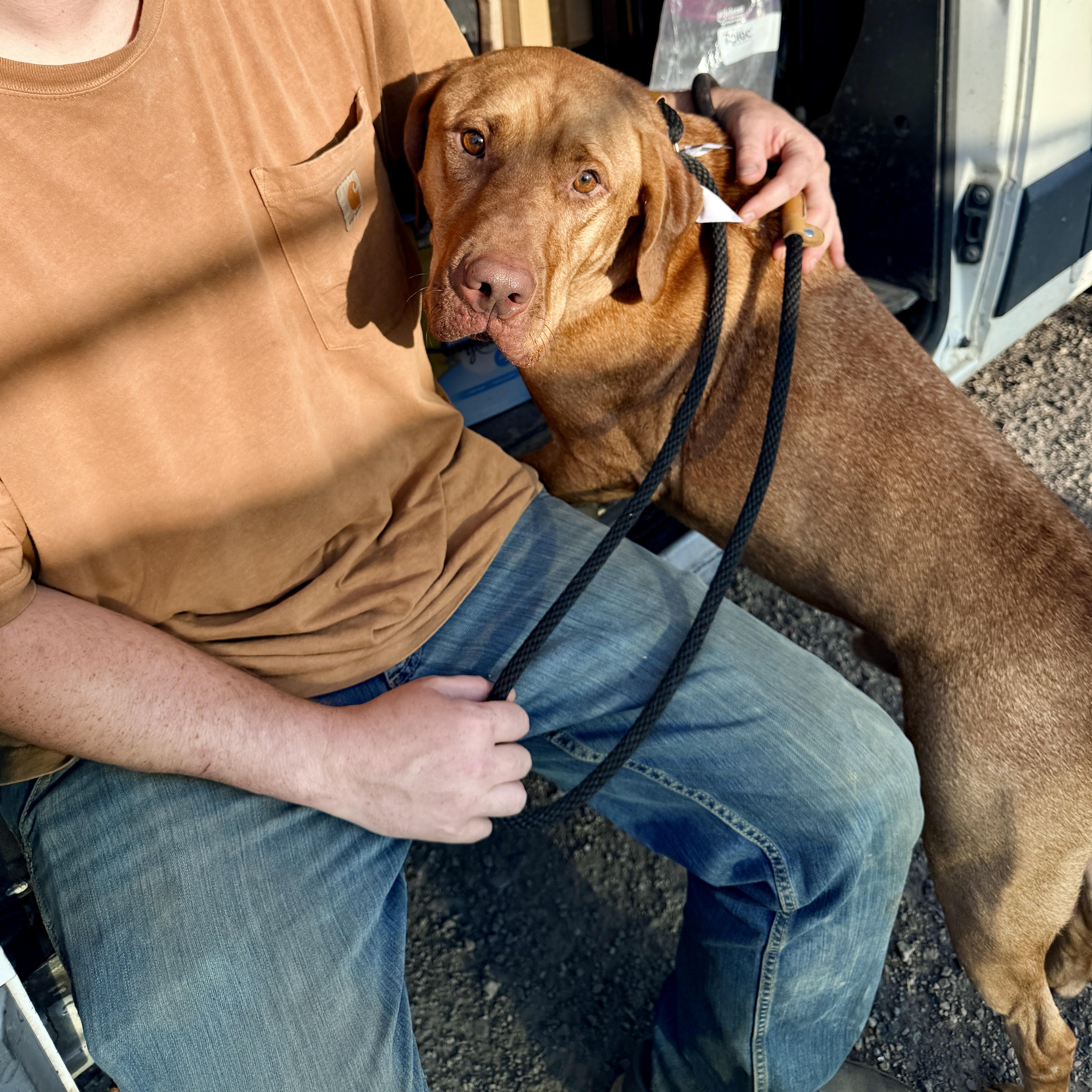 Enlarge Irish, a ADOPTABLE mixed breed in Aspen, CO image 2/5