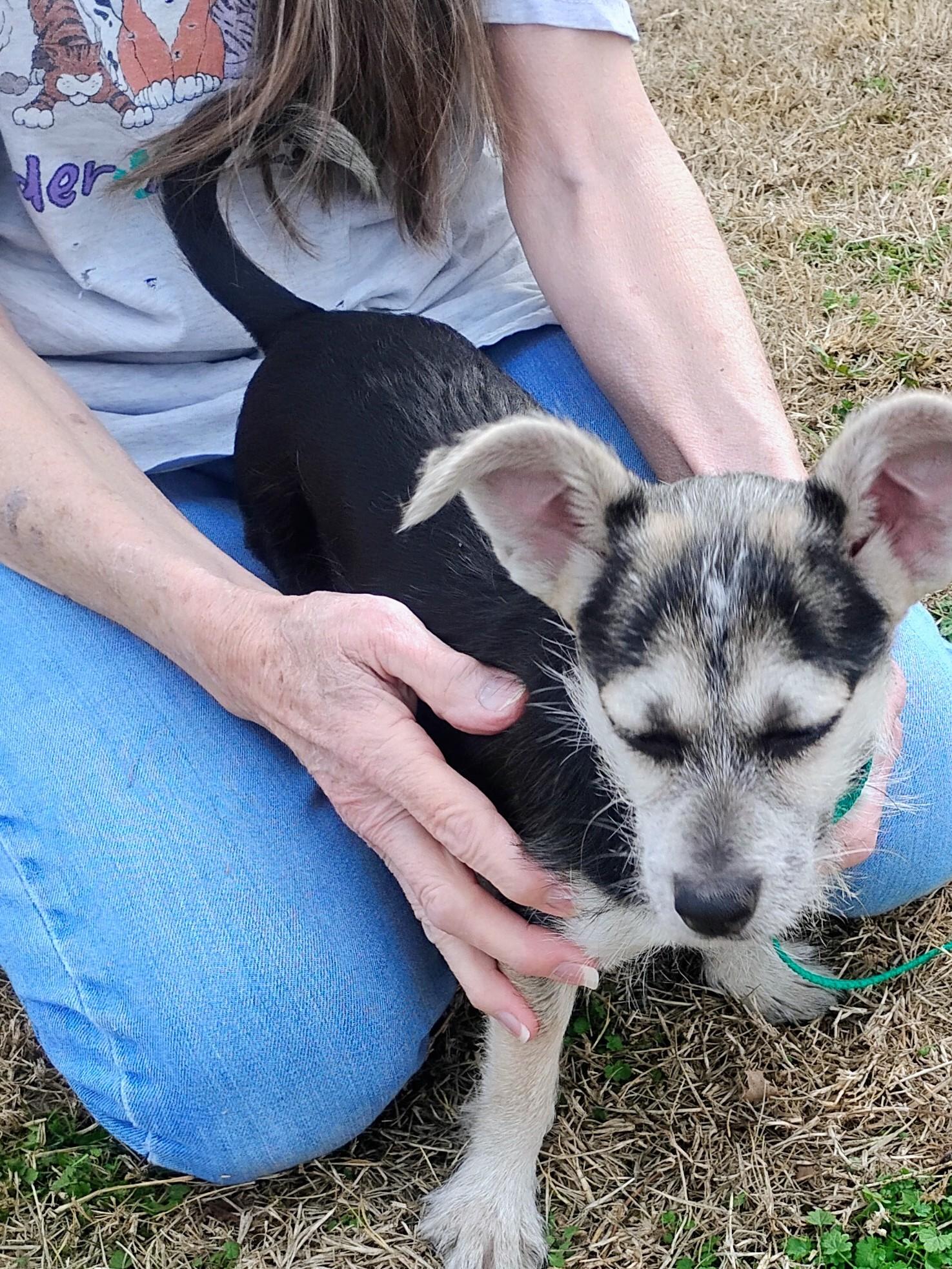 Enlarge Dot, an adoptable mixed breed in Sulphur, OK image 2/2