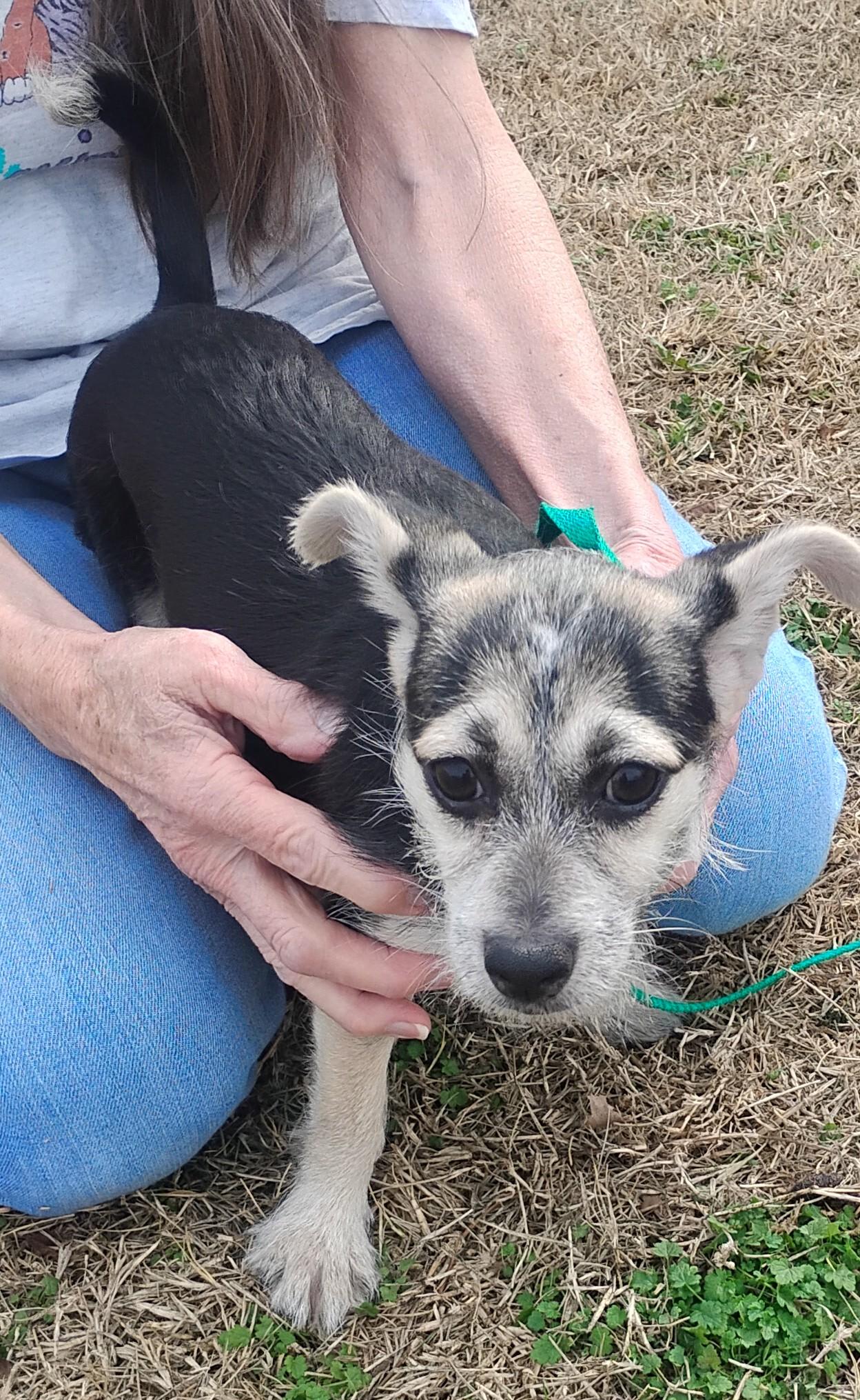 Dot, adoptable, Puppy Female Yorkshire Terrier & Chihuahua.