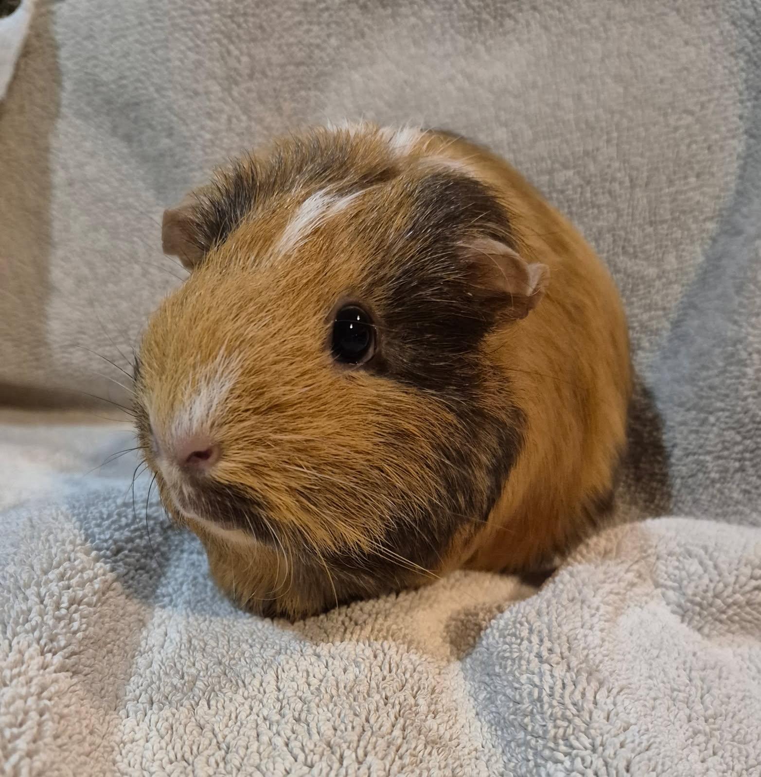 Enlarge Marshmellow & Brownie, a Adoptable Guinea Pig in Alliston, ON image 1/2
