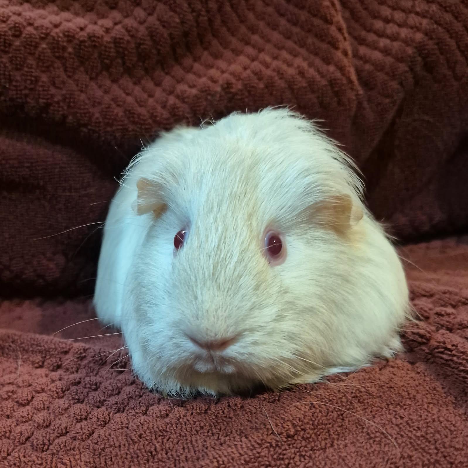 Marshmellow & Brownie