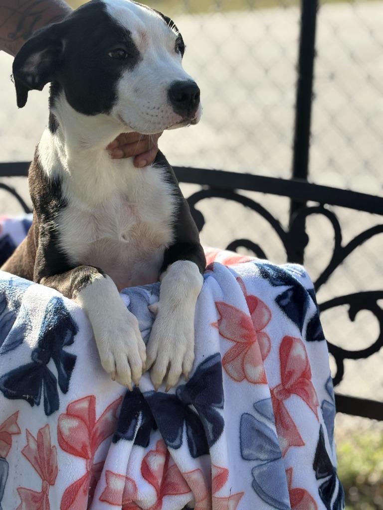 Enlarge Sally, a Adoptable mixed breed in Effingham, SC image 1/3