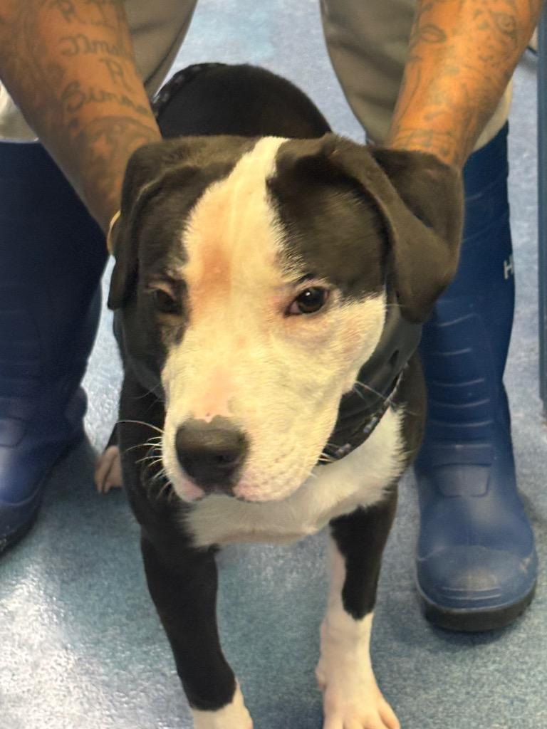 Enlarge SallySALLY, a Adoptable mixed breed in Effingham, SC image 2/3