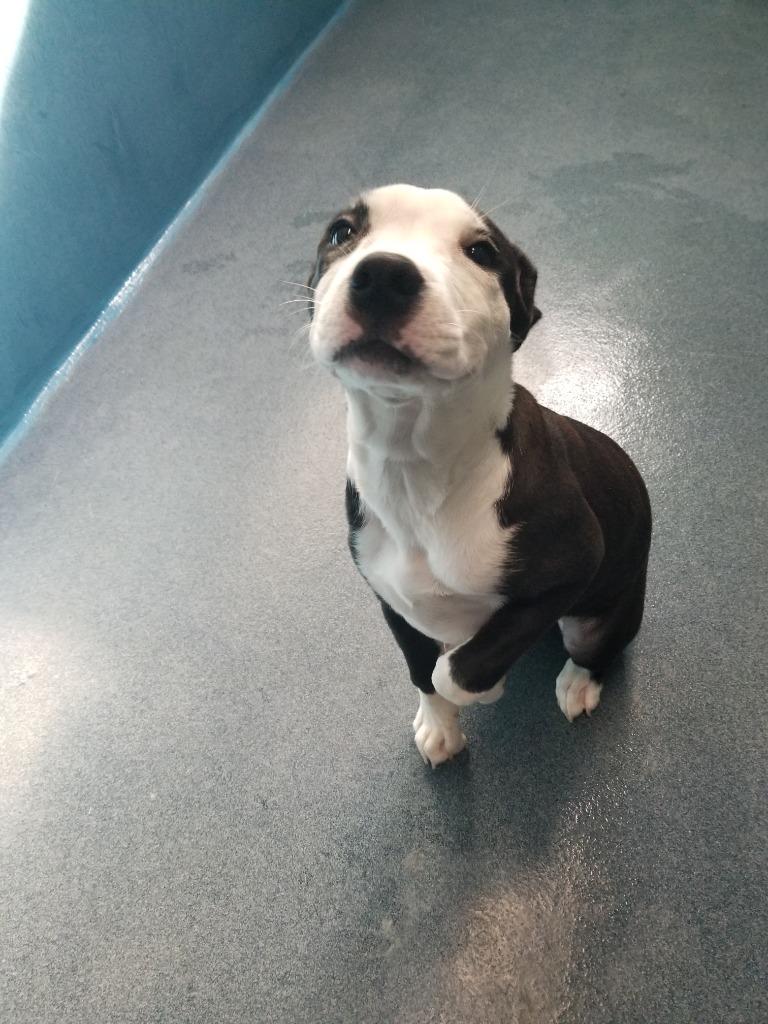 Enlarge Sally, a Adoptable mixed breed in Effingham, SC image 2/3