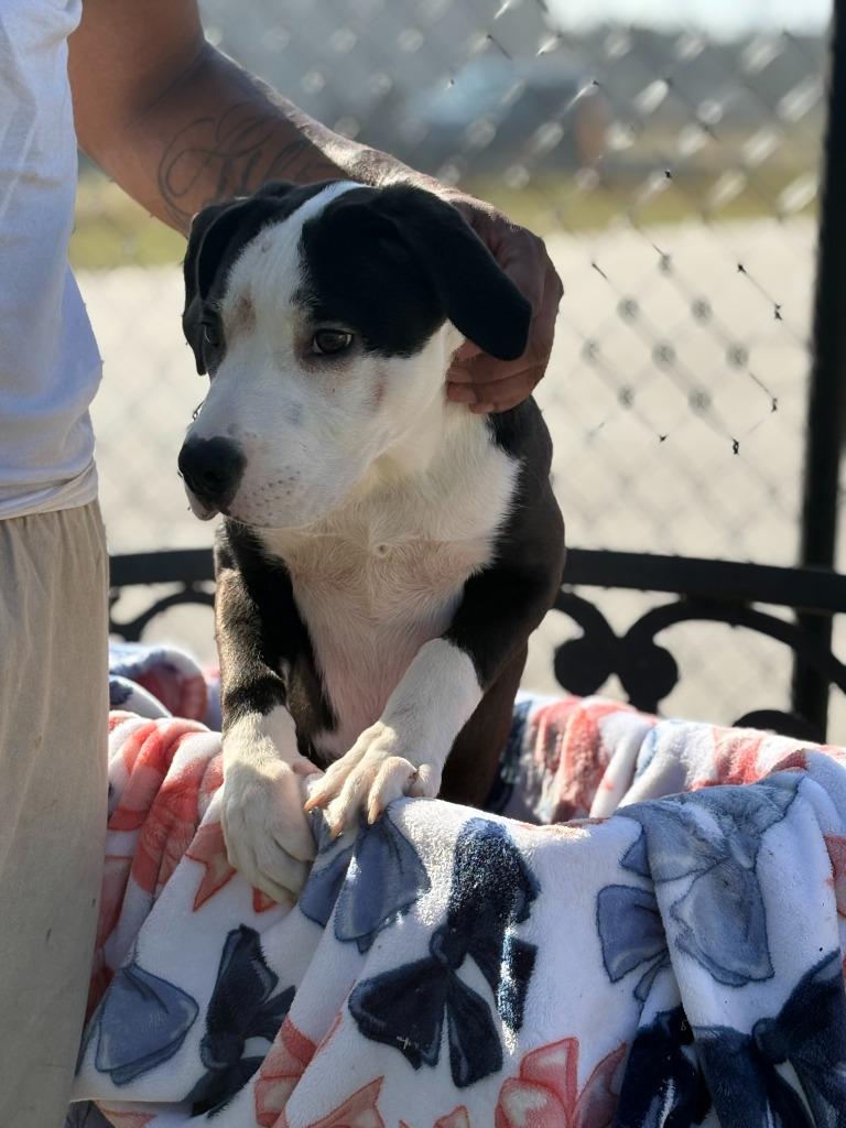 Enlarge Sally, a Adoptable mixed breed in Effingham, SC image 3/3