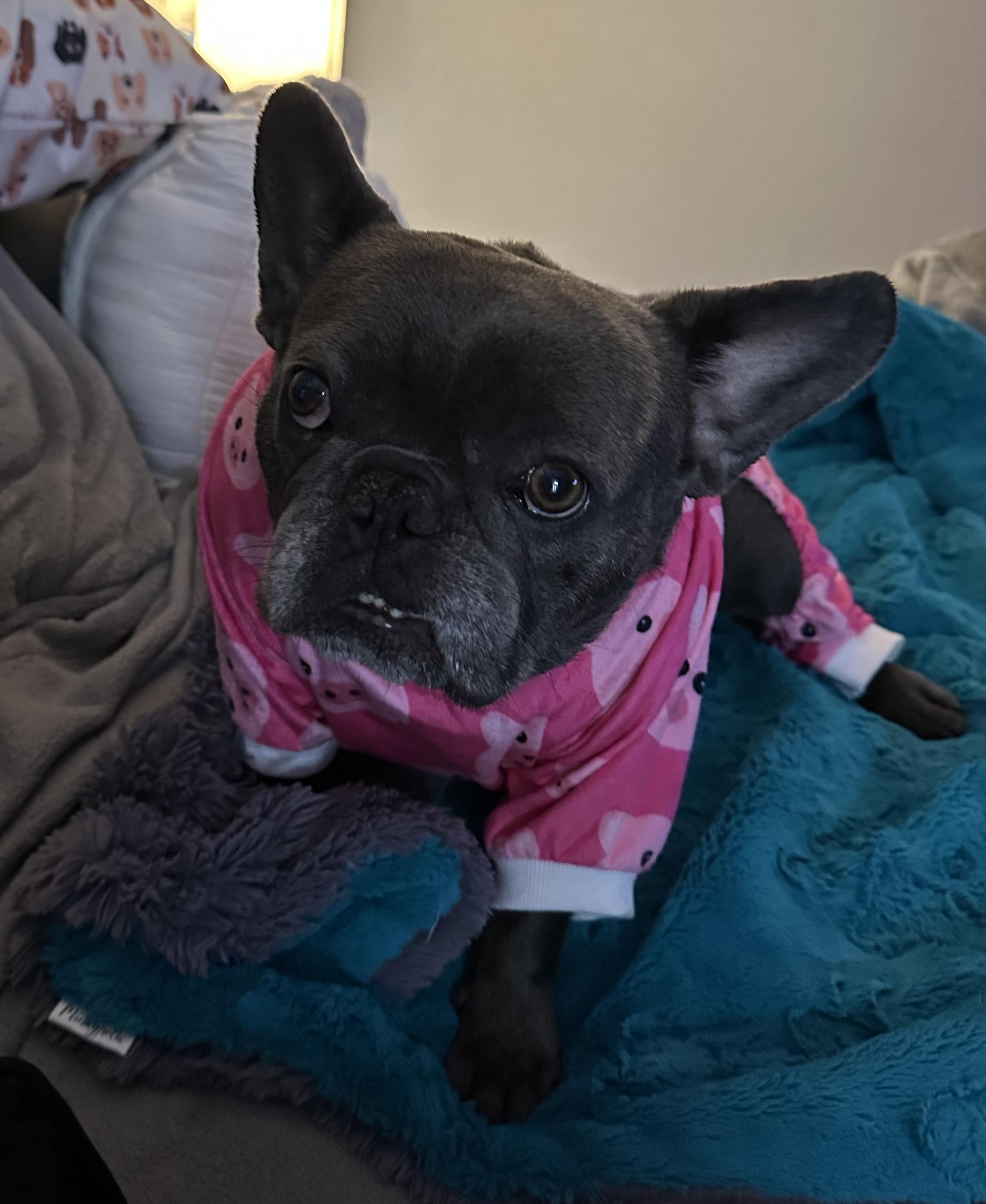 Enlarge Ginny, an adoptable French Bulldog in Benbrook, TX image 3/5