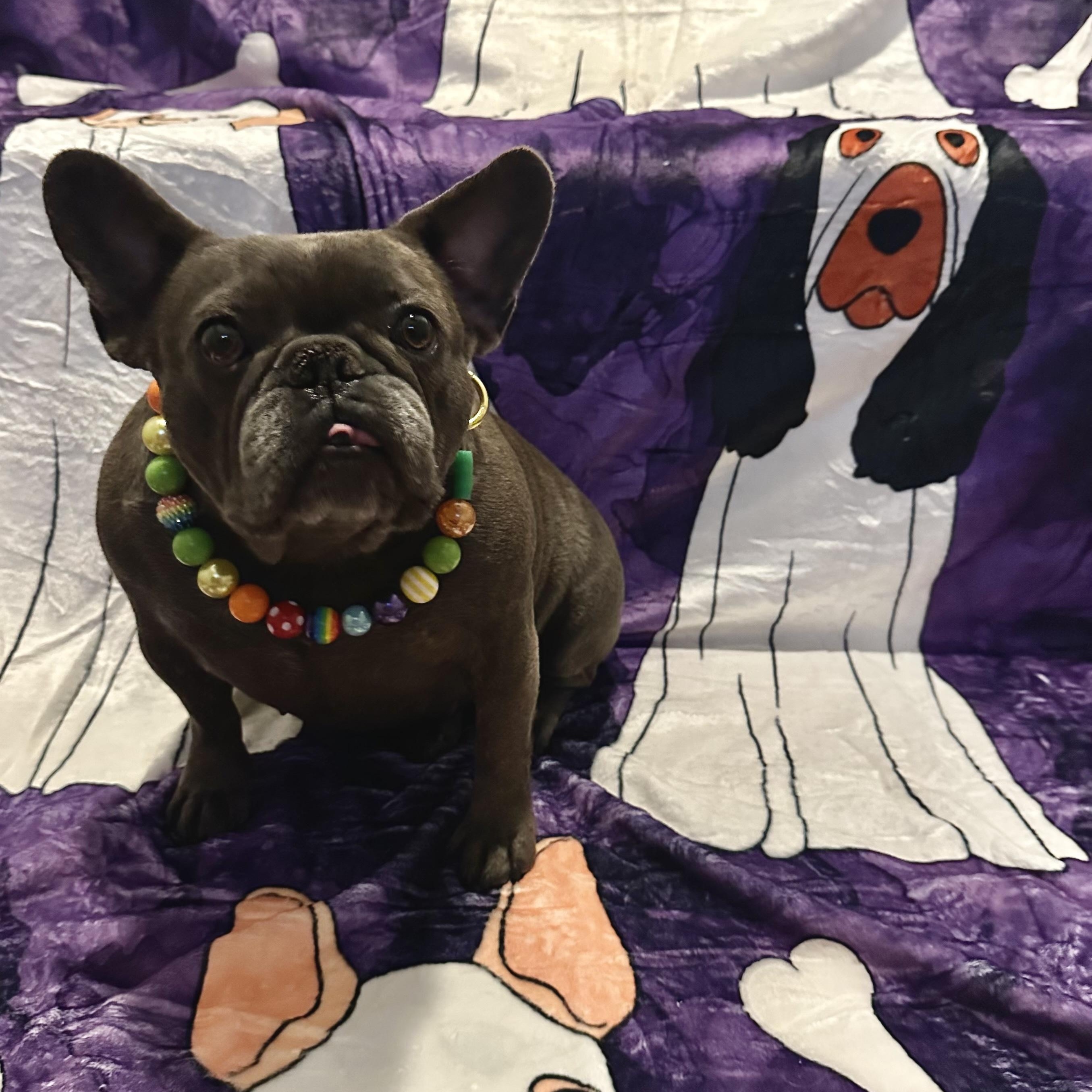 Enlarge Ginny, an adoptable French Bulldog in Benbrook, TX image 2/5