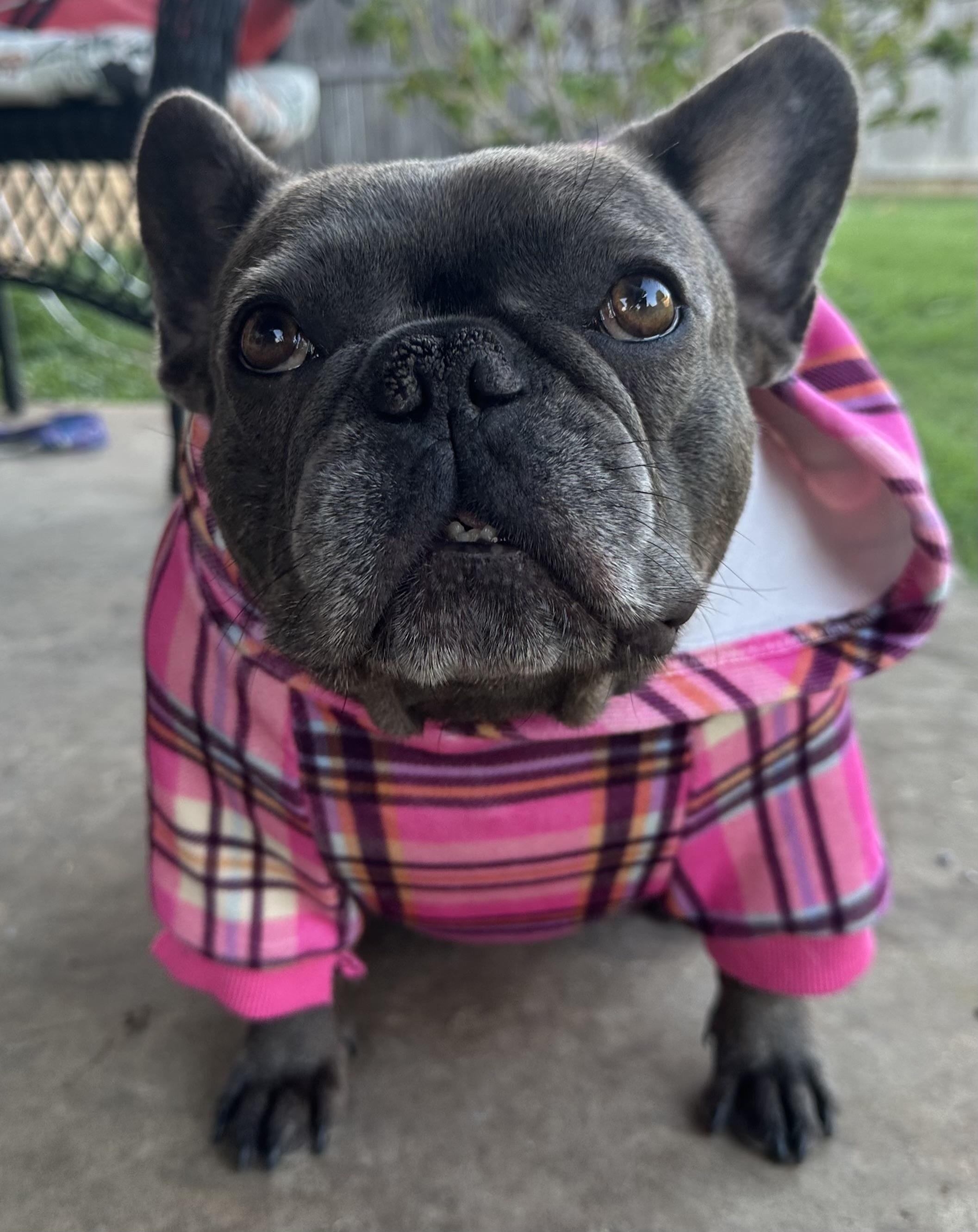 Ginny, adoptable, Adult Female French Bulldog.