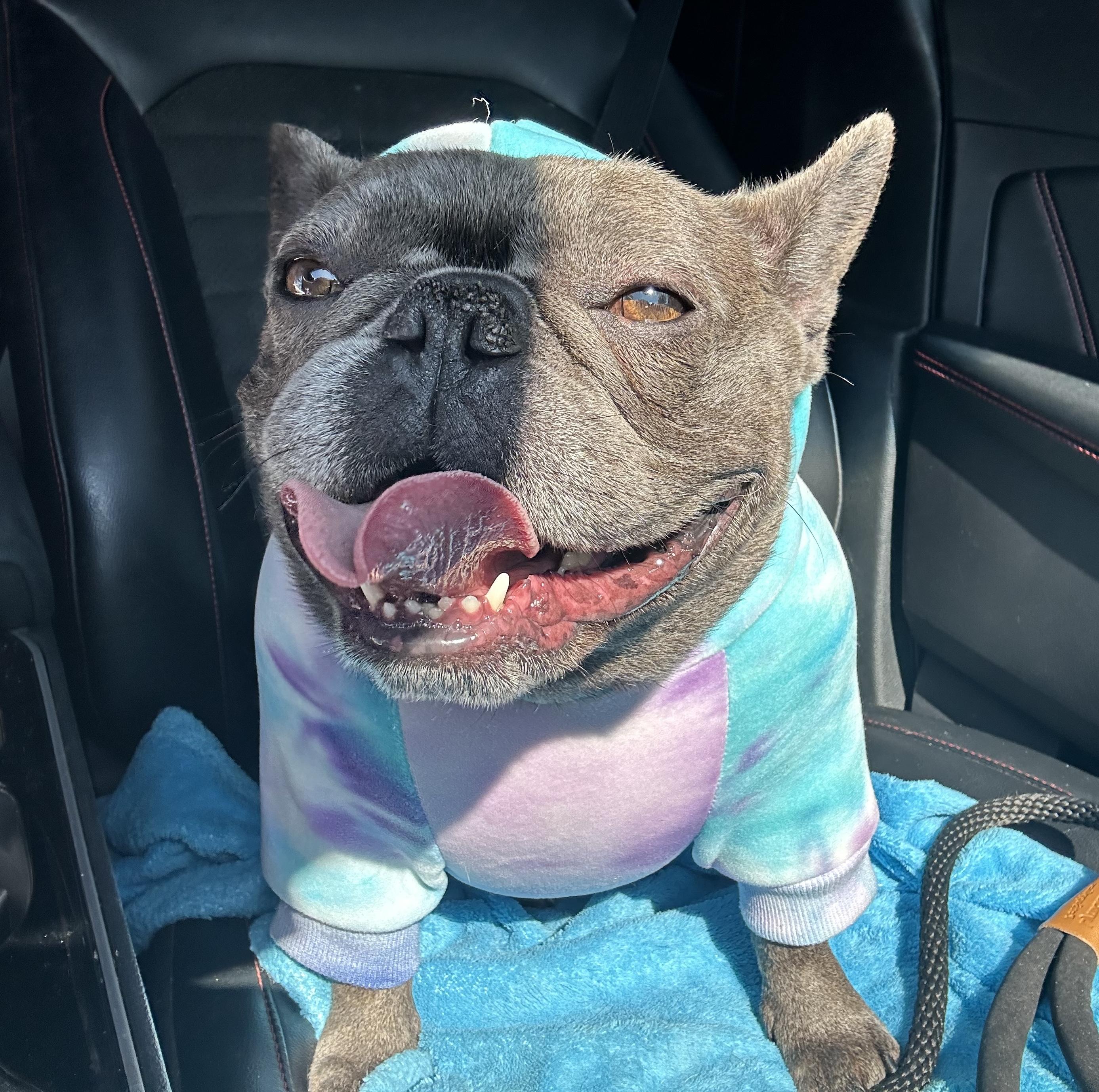 Enlarge Ginny, an adoptable French Bulldog in Benbrook, TX image 4/5