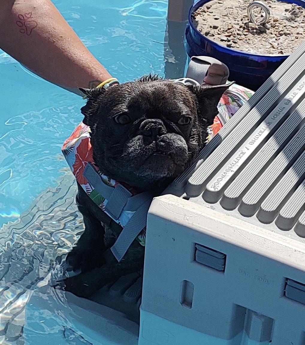 Enlarge Ginny, an adoptable French Bulldog in Benbrook, TX image 5/5
