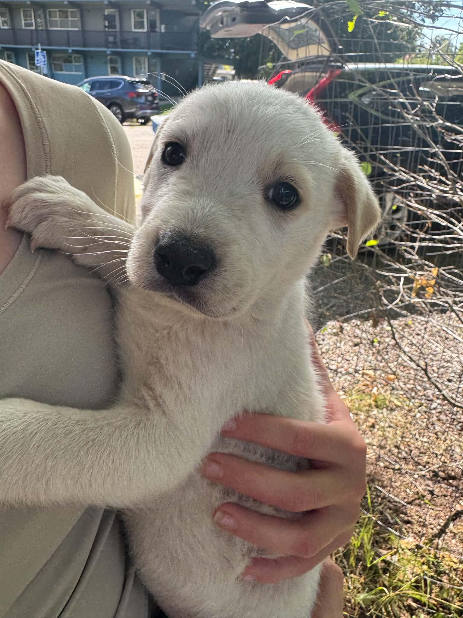 Enlarge Snowball, a Adopted mixed breed in Arlee, MT image 4/4