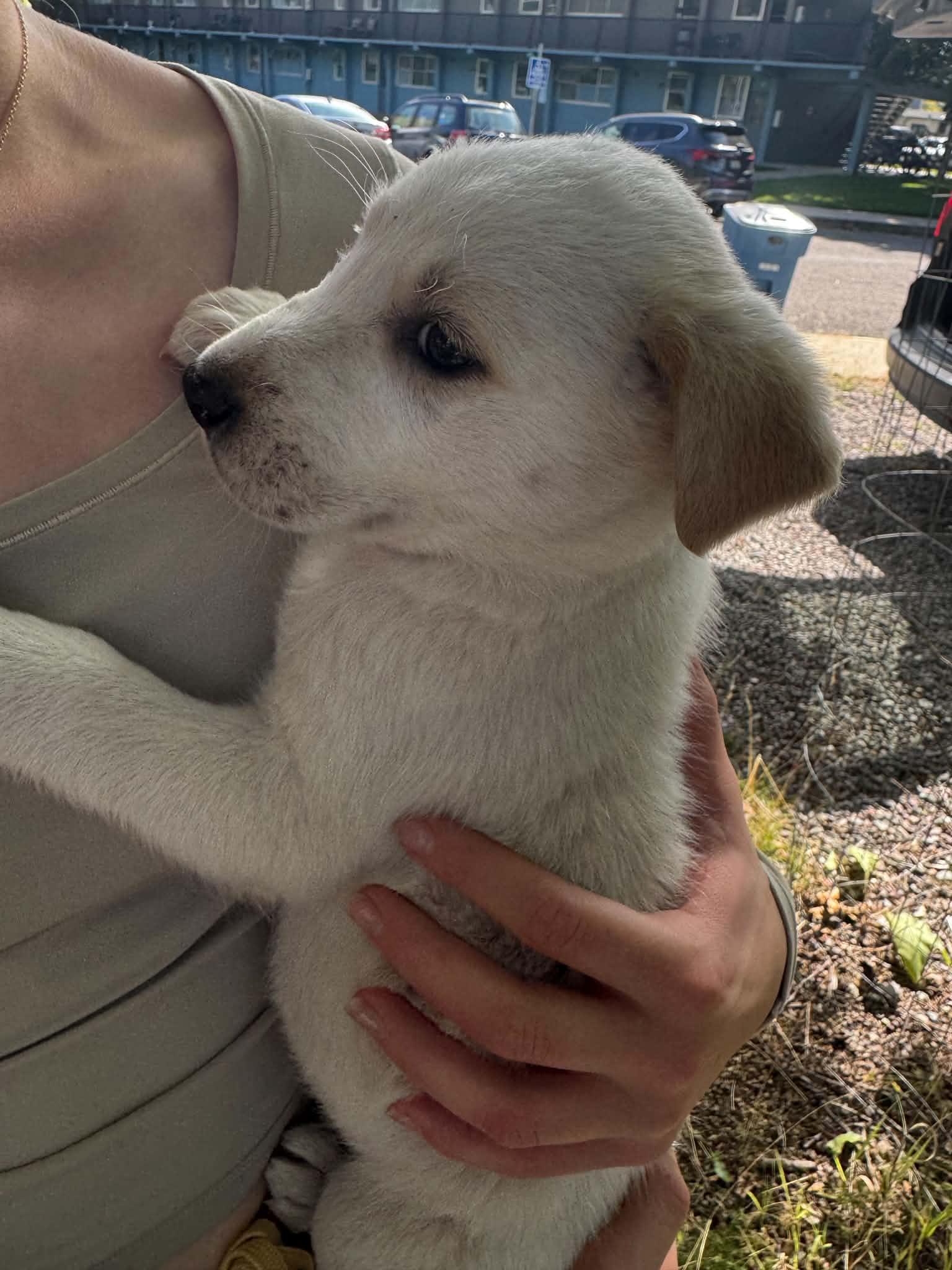 Enlarge Snowball, a Adopted mixed breed in Arlee, MT image 3/4