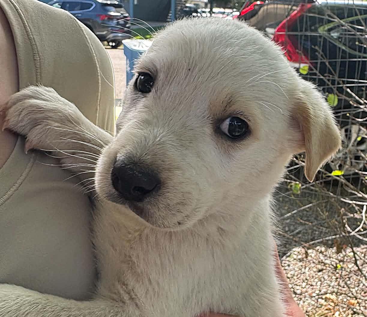 Snowball, Adopted, Puppy Male Golden Retriever & Australian Cattle Dog / Blue Heeler.