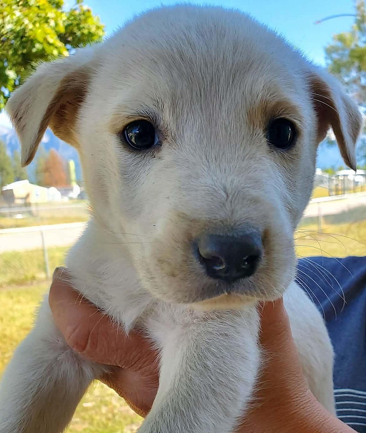 Enlarge Snowball, a Adopted mixed breed in Arlee, MT image 2/4