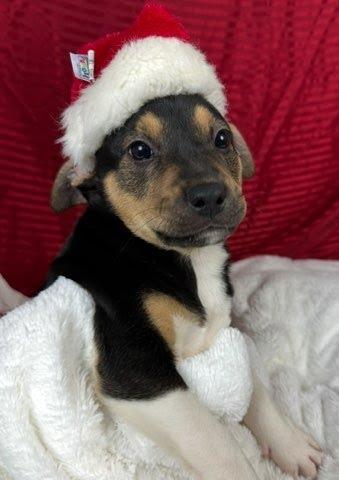 Bellow, Adoptable, Puppy Female Pit Bull Terrier & Rat Terrier.