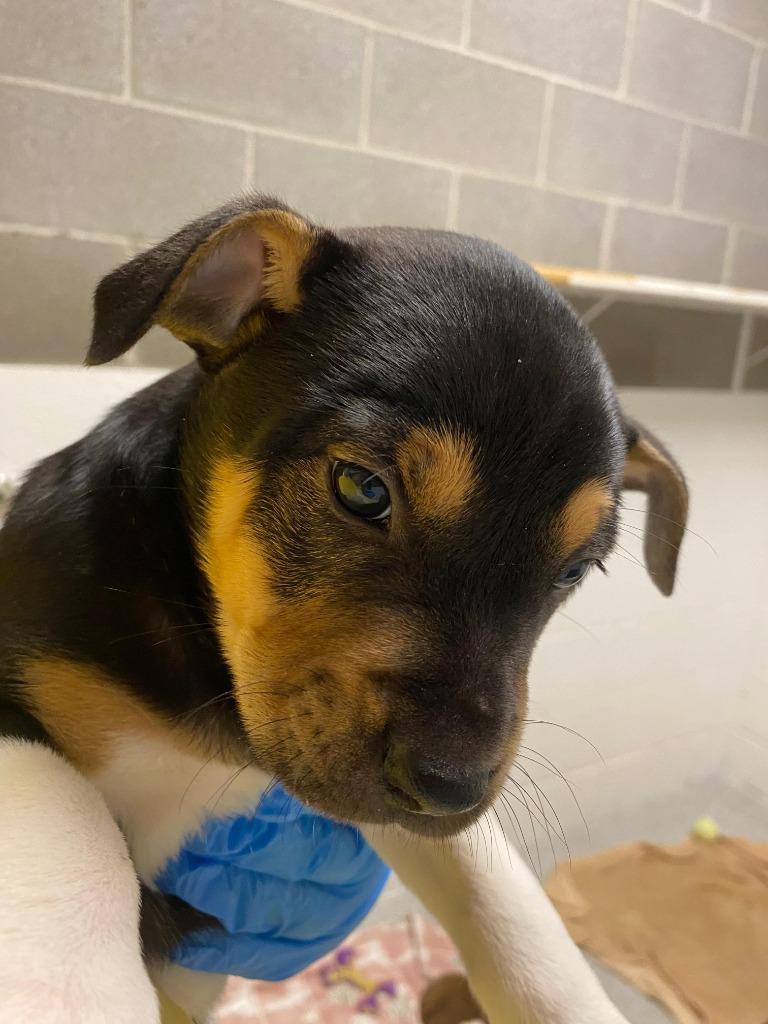 Enlarge Bellow, a Adoptable mixed breed in Phoenix, AZ image 2/2