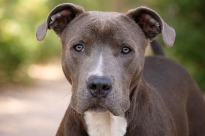 Enlarge Stanley, a Adoptable mixed breed in Irving, TX image 2/3