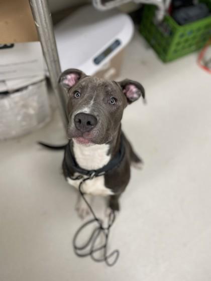 Stanley, Adoptable, Young Male Pit Bull Terrier & Mixed Breed.