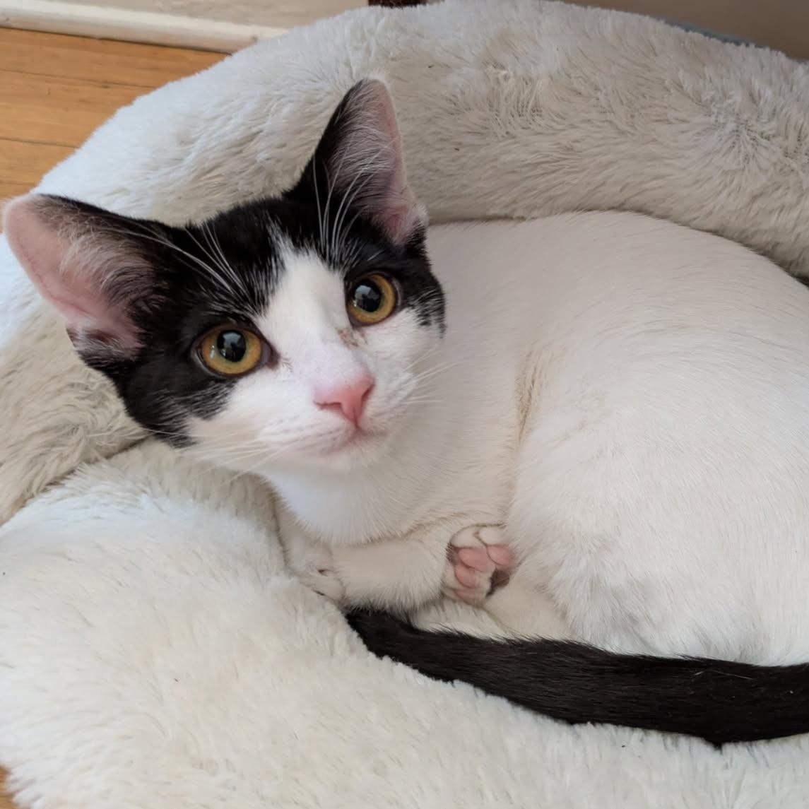 Chard, adoptable, Kitten Female Domestic Short Hair.
