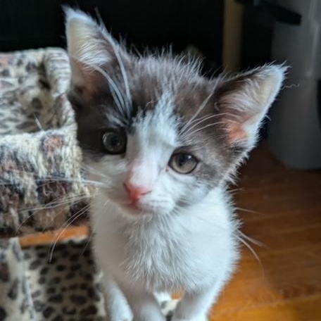 Chard, ADOPTABLE, Kitten Female Domestic Short Hair.