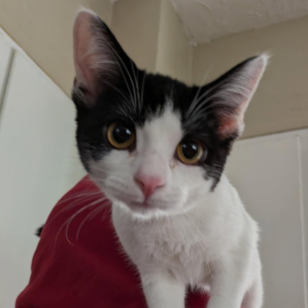 Enlarge Chard, an adoptable Domestic Short Hair in Hudsonville, MI image 2/2