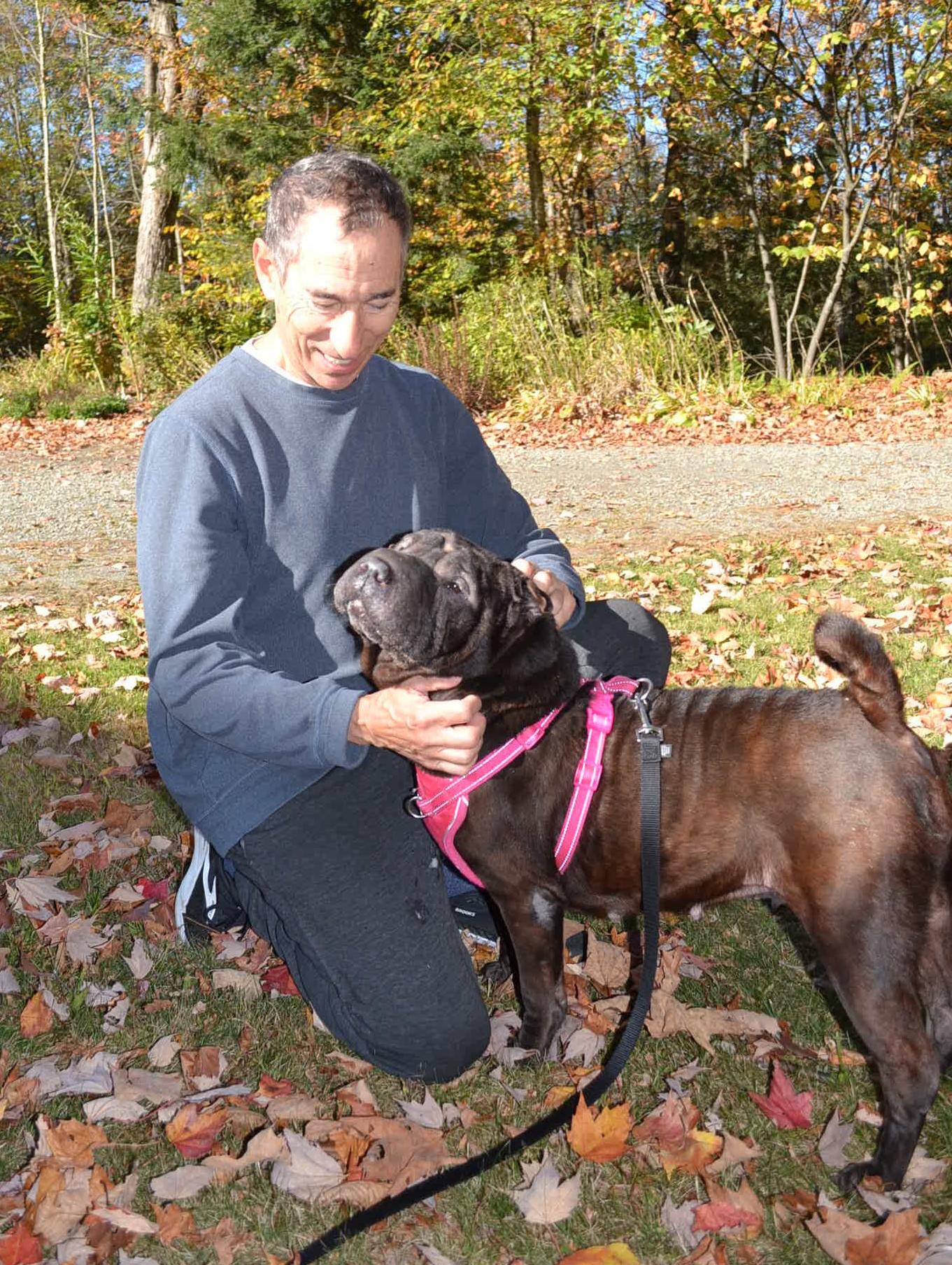 Molly, a Adoptable Shar-Pei in Nashua, NH image 6/6