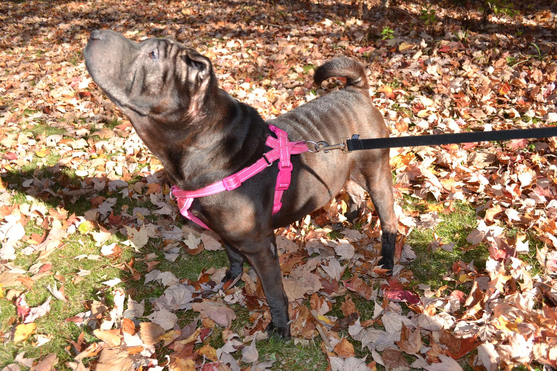 Molly, a Adoptable Shar-Pei in Nashua, NH image 3/6