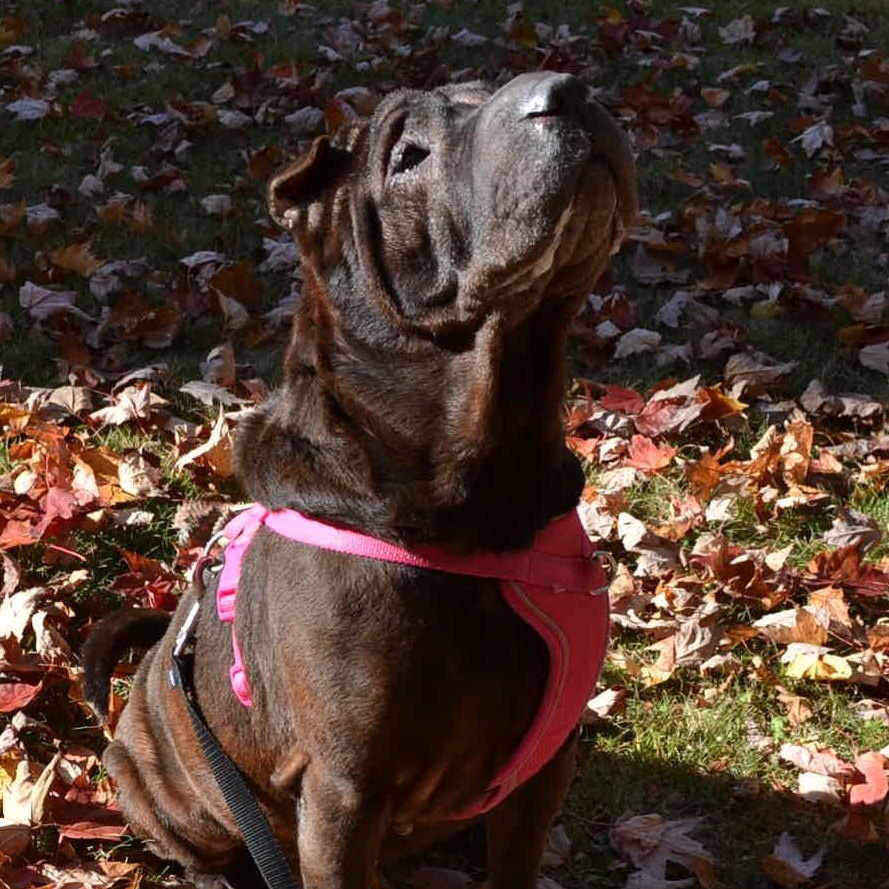 Molly, a Adoptable Shar-Pei in Nashua, NH image 4/6
