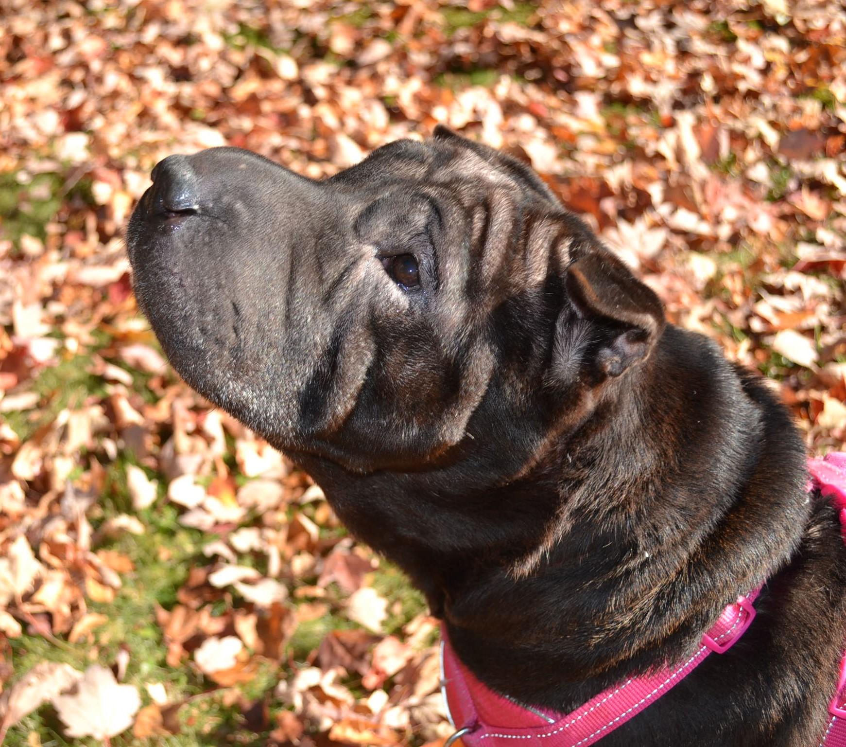 Molly, a Adoptable Shar-Pei in Nashua, NH image 5/6