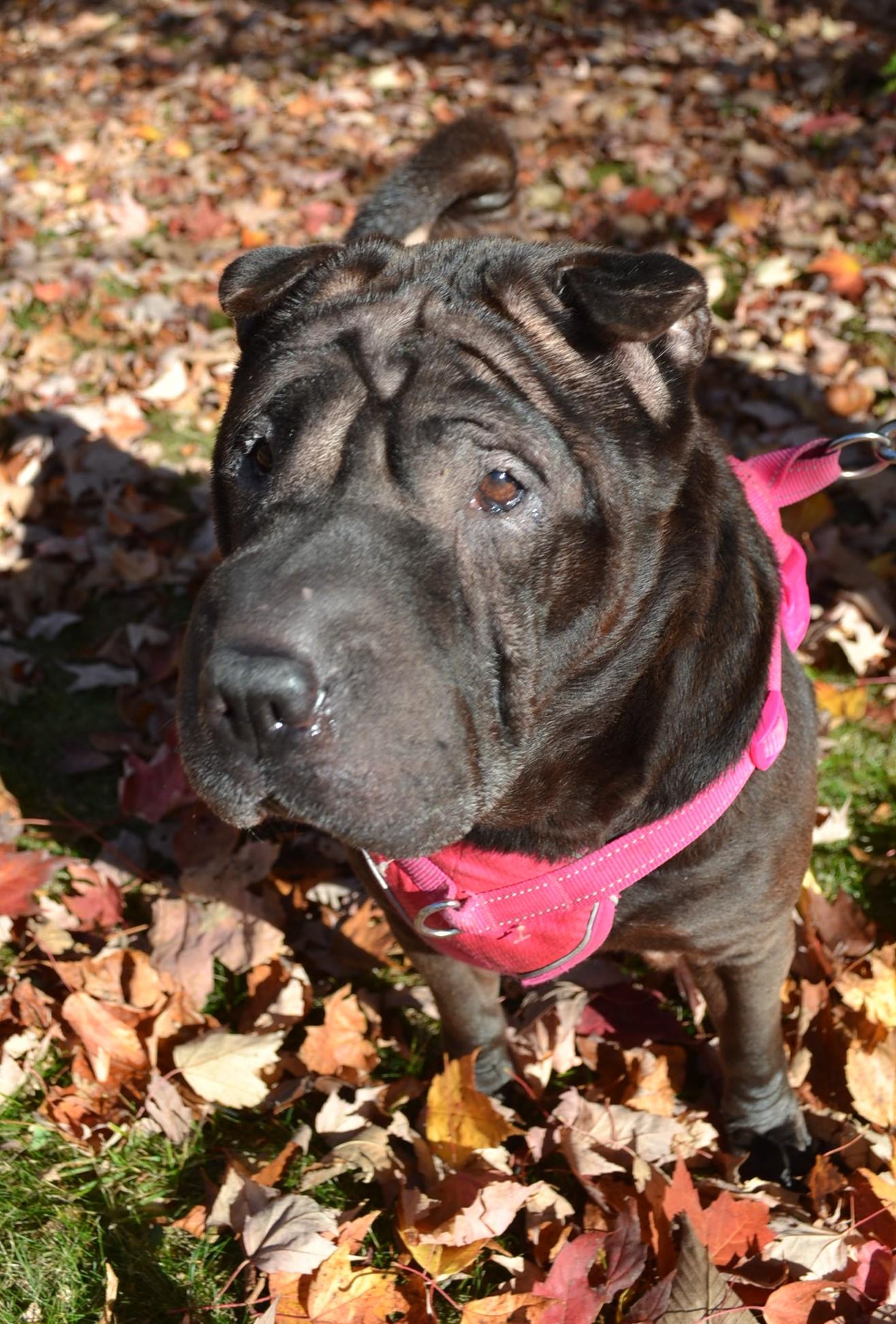 Molly, Adoptable, Senior Female Shar-Pei.